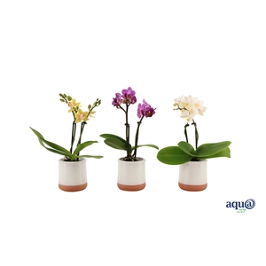 Valencia Wit Tiny Dolls Mix 2T10+ aqu@