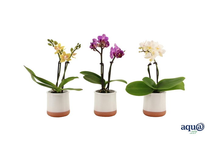 <h4>Valencia Wit Tiny Dolls Mix 2T10+ aqu@</h4>