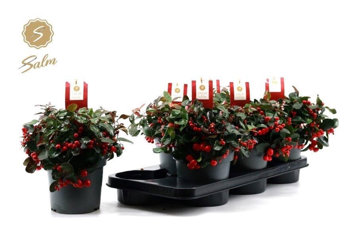 <h4>Gaulth Pr Big Berry</h4>