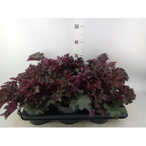 Heuchera  'Purple Petticoats'