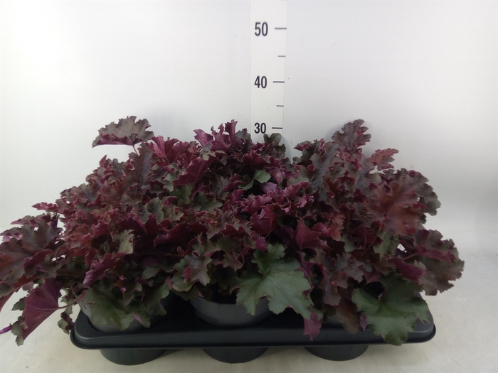 <h4>Heuchera  'Purple Petticoats'</h4>