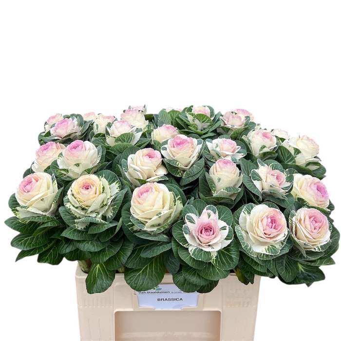 <h4>Brass White Crane</h4>