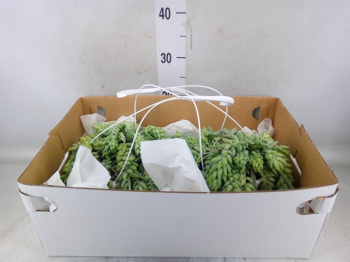 <h4>Sedum morganianum</h4>