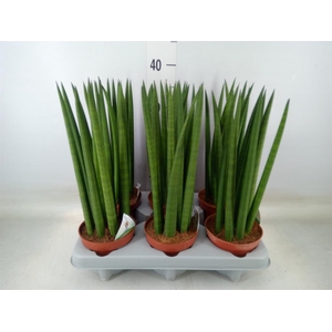 Sansevieria cyl.  ...