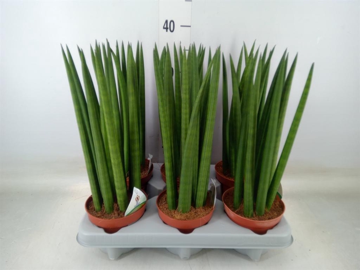 <h4>Sansevieria cyl.  ...</h4>