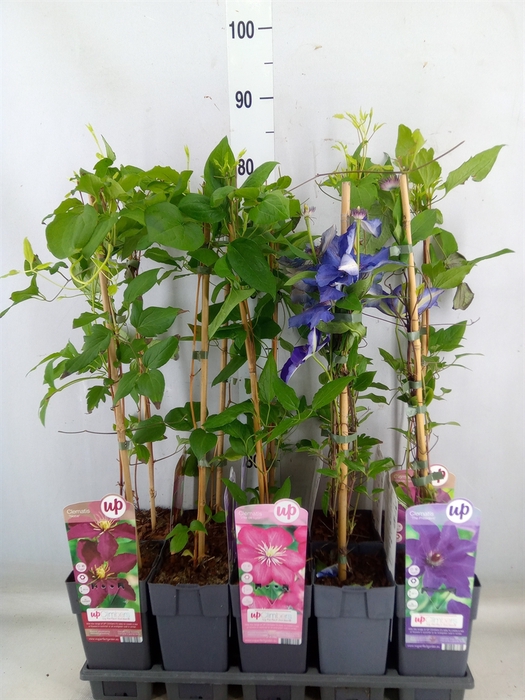 <h4>Clematis   ...</h4>