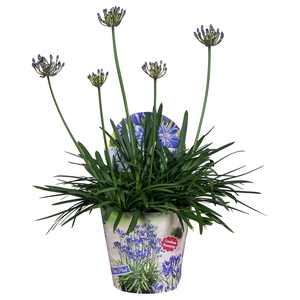 Nolina Agapanthus Ø 19 cm. Summer LoveTM Blue