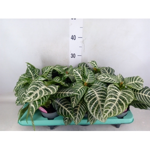 Aphelandra squar.