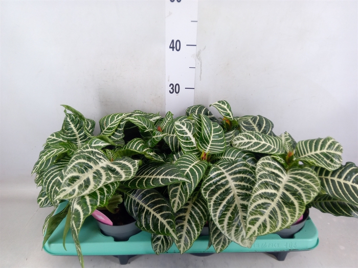 <h4>Aphelandra squar.</h4>