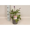 vaste planten 19 cm  Salvia nem. Mainacht