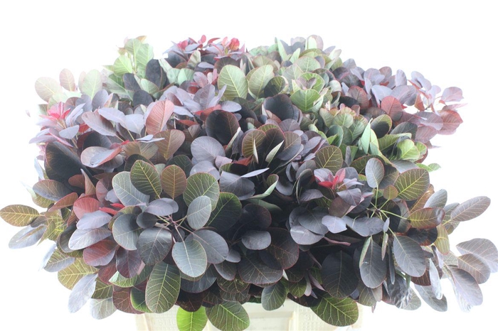 <h4>Cotinus Royal Purple</h4>