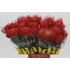 Nutans Ayoba Red