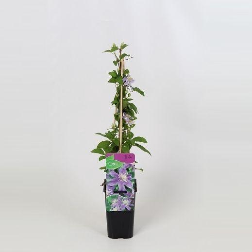 <h4>Clematis Justa</h4>