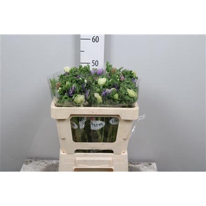 Anem Co Galil Pastel