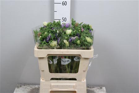 <h4>Anem Co Galil Pastel</h4>