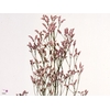 Limonium Joy Pink