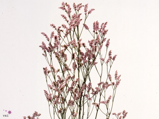 Limonium Joy Pink