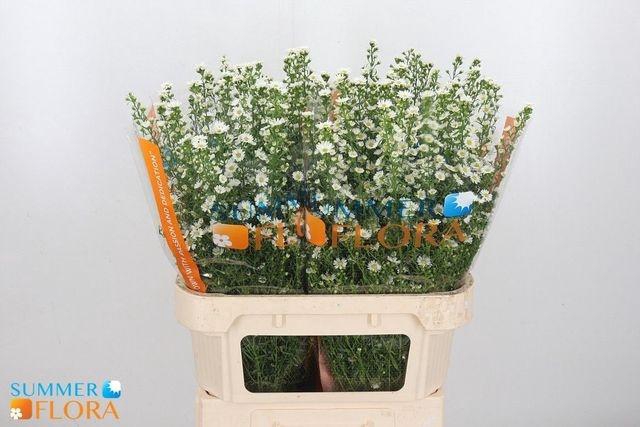 <h4>AST PAQUITA</h4>