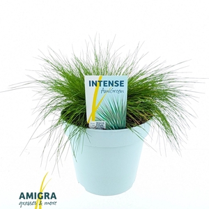 Festuca gautieri AmiGreen®