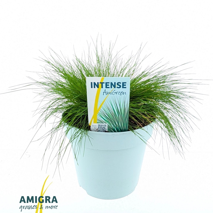 <h4>Festuca gautieri AmiGreen®</h4>