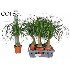 BEAUCARNEA RECUR