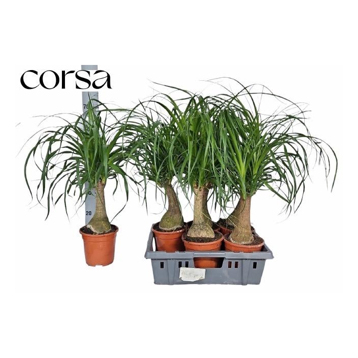 <h4>BEAUCARNEA RECUR</h4>