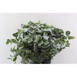 Euca Cinerea 55 Cm P Stem