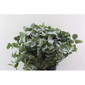 Euca Cinerea 55 Cm P Stem