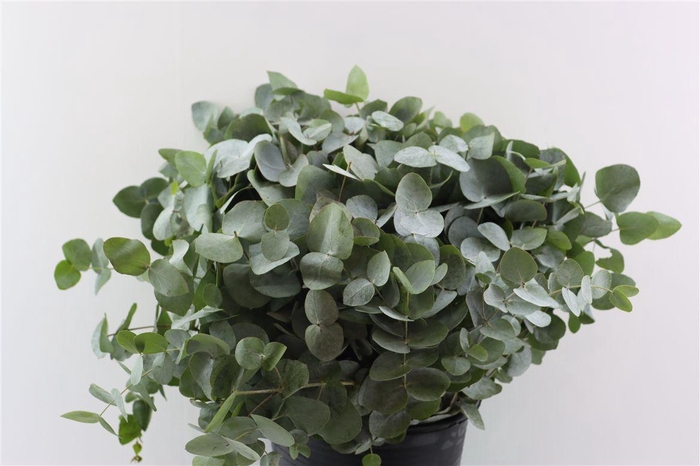 <h4>Euca Cinerea 55 Cm P Stem</h4>