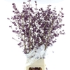 Callicarpa Bod Profu
