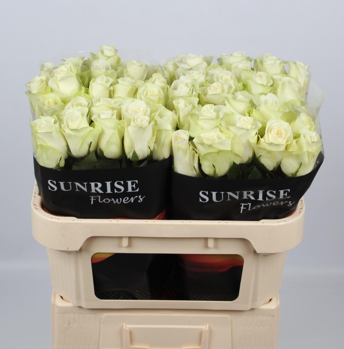 <h4>R GR SNOWSTORM+</h4>