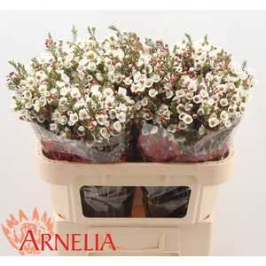 Chamelaucium Moonlight Delight