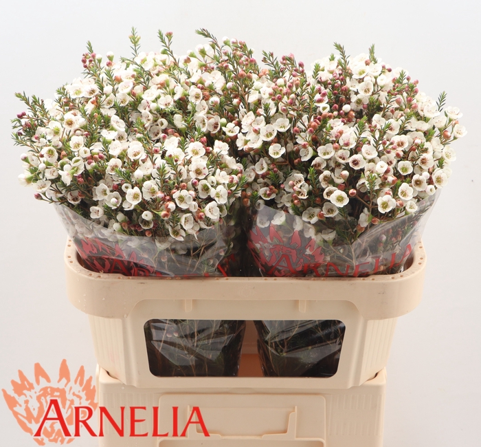 <h4>Chamelaucium Moonlight Delight</h4>