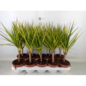 Dracaena marg. 'Sunray'