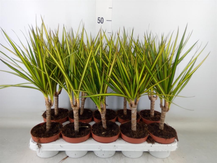 <h4>Dracaena marg. 'Sunray'</h4>