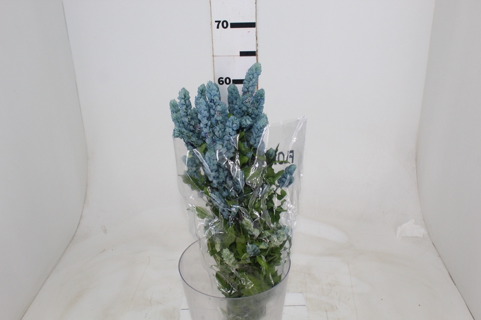 <h4>CAMARAO VARIADO 050 CM</h4>