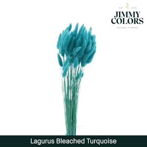 Lagurus Bleached Turquoise