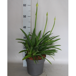 vaste planten 19 cm  Agapanthus Crystal Blue