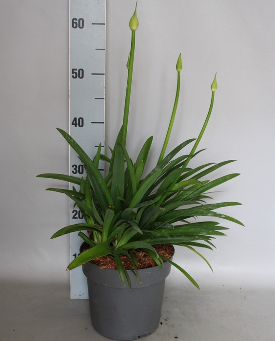 <h4>vaste planten 19 cm  Agapanthus Crystal Blue</h4>