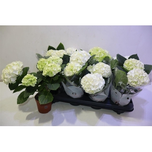 arr8 Hydr M Hi White Sun