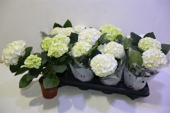 <h4>arr8 Hydr M Hi White Sun</h4>