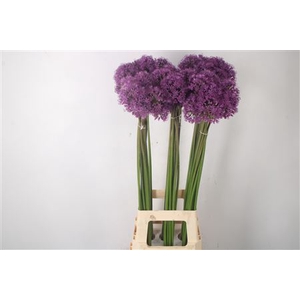 Allium Gladiator