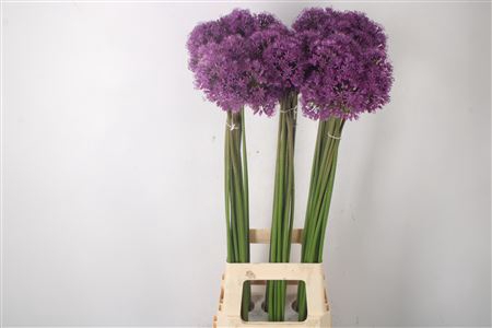 <h4>Allium Gladiator X60</h4>