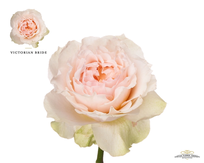 <h4>Rosa GR 'Victorian Bride'</h4>