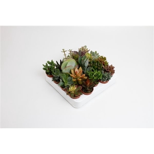 Succulenten Mix