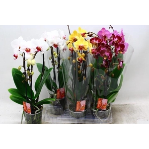 PHAL EL CASCADE