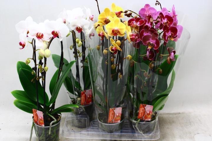 <h4>PHAL EL CASCADE</h4>