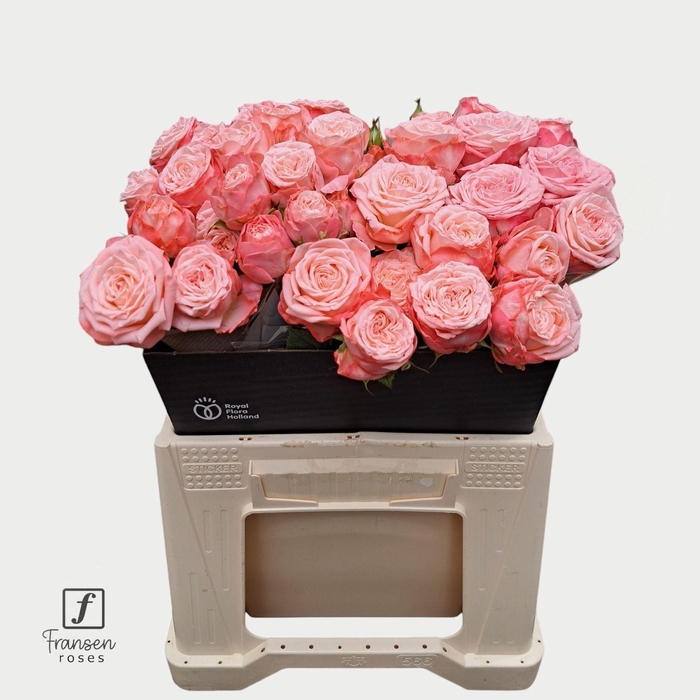 <h4>Rosa TR 'First Date'</h4>