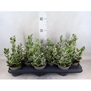 Euonymus japon. 'Kathy'