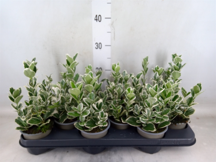<h4>Euonymus japon. 'Kathy'</h4>
